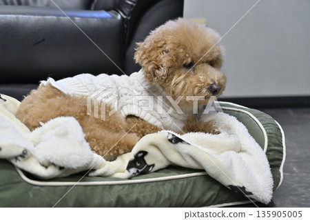 Toy poodle relaxing on a dog bed 135905005