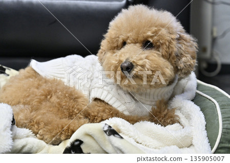 Toy poodle relaxing on a dog bed Toy poodle relaxing on a dog bed 135905007