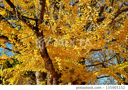 Yellowing ginkgo leaves at Baba Memorial Park Yellowing ginkgo leaves at Baba Memorial Park 135905152
