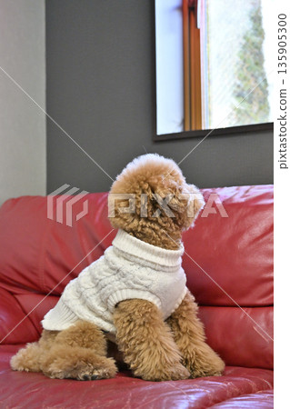 一隻玩具貴賓犬坐在沙發上，望著窗外，等待主人回來。 135905300