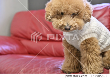 玩具貴賓犬在沙發上休息 玩具貴賓犬在沙發上休息 135905302