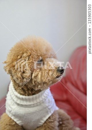 玩具貴賓犬的簡介 玩具貴賓犬的簡介 135905303