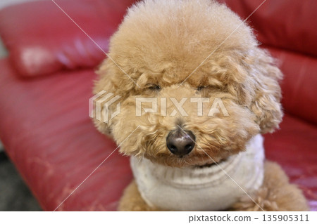 A cute toy poodle with a shy smile A cute toy poodle with a shy smile 135905311