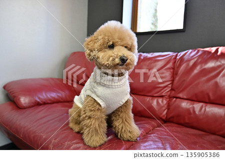 我心愛的玩具貴賓犬坐在窗邊的沙發上。 135905386