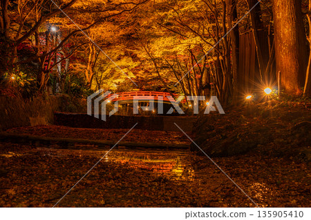 Autumn foliage at Oguni Shrine, Ichinomiya, Totomi Province, Morimachi (Shizuoka Prefecture) 135905410