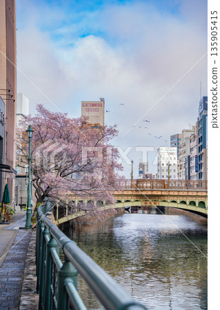 冬天的納屋橋、四季櫻盛開（愛知縣名古屋市） 135905415