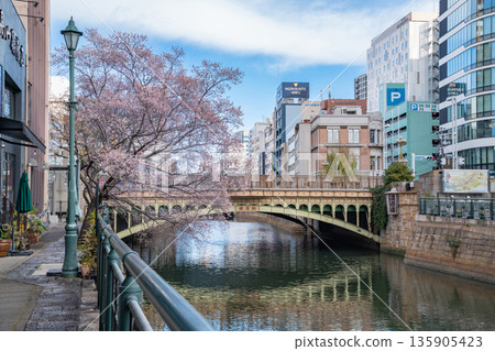 Nayabashi Bridge in winter, Shikizakura in full bloom (Nagoya City, Aichi Prefecture) 135905423