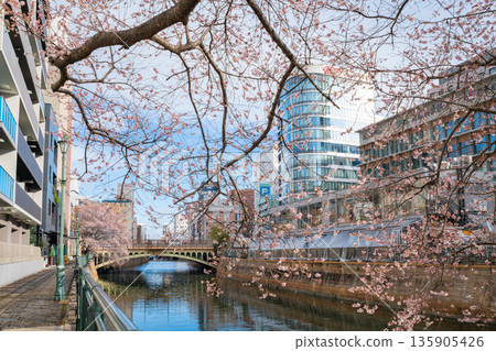 冬天的納屋橋、四季櫻盛開(愛知縣名古屋市) 冬天的納屋橋、四季櫻盛開(愛知縣名古屋市) 135905426