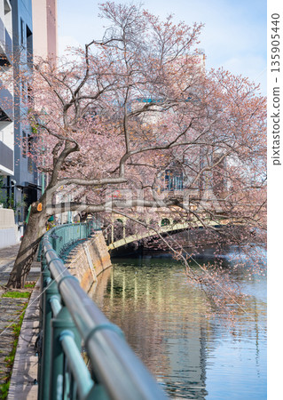 Nayabashi Bridge in winter, Shikizakura in full bloom (Nagoya City, Aichi Prefecture) 135905440