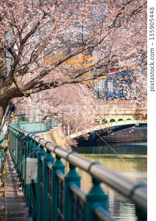 Nayabashi Bridge in winter, Shikizakura in full bloom (Nagoya City, Aichi Prefecture) Nayabashi Bridge in winter, Shikizakura in full bloom (Nagoya City, Aichi Prefecture) 135905448