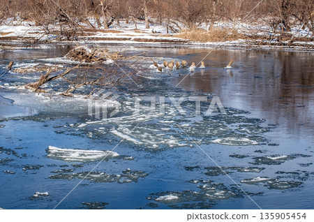釧路川與亞歷基內川交匯 135905454