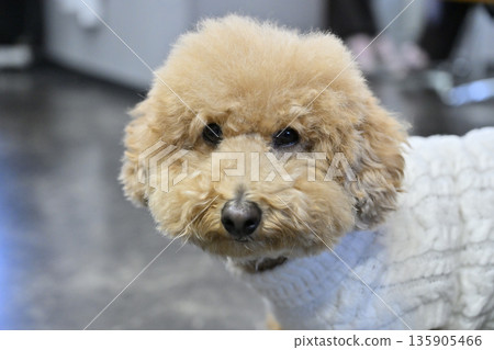 The shop's cute mascot dog is a toy poodle The shop's cute mascot dog is a toy poodle 135905466