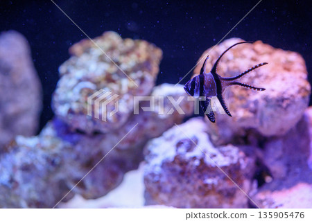 Tropical fish swimming underwater, Pterapogon caudernii (Bungai cardinalfish) Tropical fish swimming underwater, Pterapogon caudernii (Bungai cardinalfish) 135905476