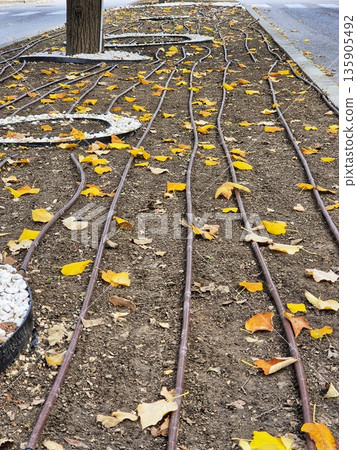 Drip Irrigation Lines and Autumn Leaves. Urban Watering System Texture. Engineering Meets Fall: Drip Irrigation in Park. Drip Irrigation Lines and Autumn Leaves. Urban Watering System Texture. Engineering Meets Fall: Drip Irrigation in Park. 135905492