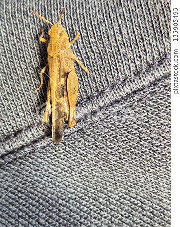 Brown grasshopper on a gray background. Locust / Grasshopper. Macro photo of an insect. Brown grasshopper on textile. Brown grasshopper on a gray background. Locust / Grasshopper. Macro photo of an insect. Brown grasshopper on textile. 135905493