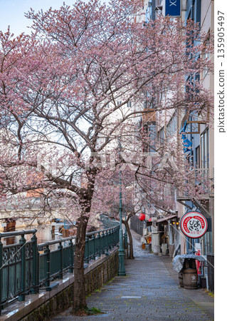 Nayabashi Bridge in winter, Shikizakura in full bloom (Nagoya City, Aichi Prefecture) 135905497