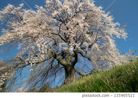 Cherry blossoms in full bloom in the tranquil countryside Cherry blossoms in full bloom in the tranquil countryside 135905521