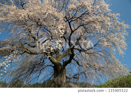 Cherry blossoms in full bloom in the tranquil countryside Cherry blossoms in full bloom in the tranquil countryside 135905522