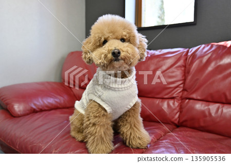 一隻玩具貴賓犬坐在窗邊的沙發上，看著它的主人，與主人有眼神接觸。 135905536
