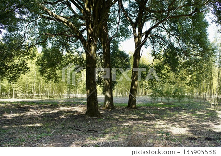 公園的樹木 公園的樹木 135905538