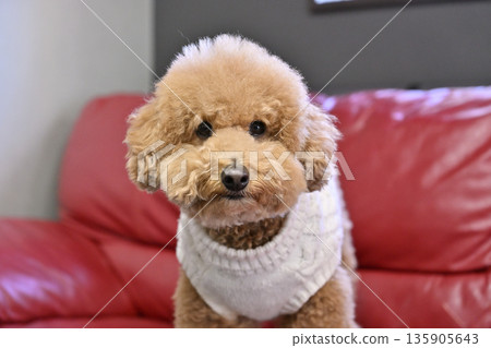 Toy poodle looking at owner on sofa, eye contact Toy poodle looking at owner on sofa, eye contact 135905643