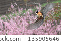 Varied tit flying over pink flowers in spring 135905646