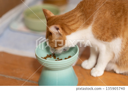 貓吃貓糧棕虎白 貓吃貓糧棕虎白 135905740