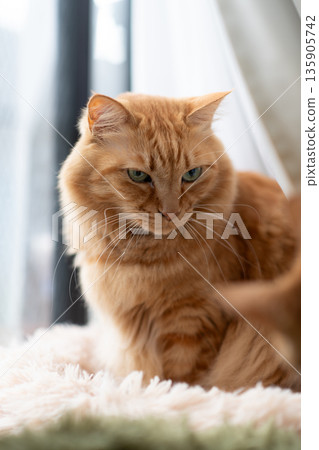 Cute cat relaxing by the window: brown tabby cat Cute cat relaxing by the window: brown tabby cat 135905742