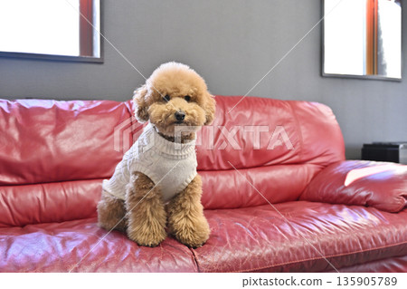 我心愛的玩具貴賓犬坐在我最喜歡的靠窗沙發上。 我心愛的玩具貴賓犬坐在我最喜歡的靠窗沙發上。 135905789