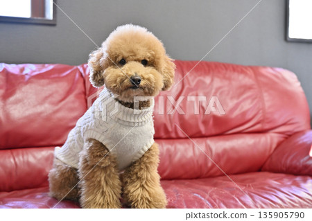 我心愛的玩具貴賓犬坐在我最喜歡的靠窗沙發上。 135905790
