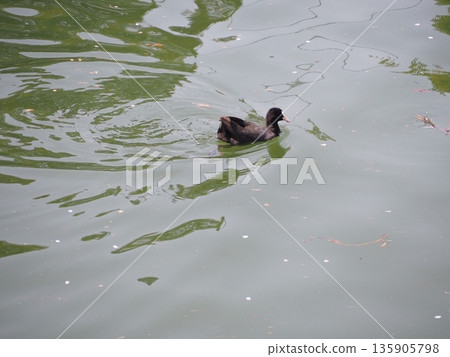 Duck swimming in the pond 135905798