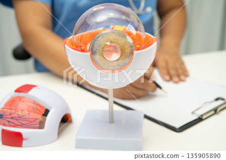 Asian doctor with eye human anatomy model. 135905890