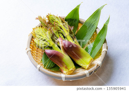 [春天的味道] 山菜之王，塔拉納（辣鱈魚芽）[長野縣] 135905941