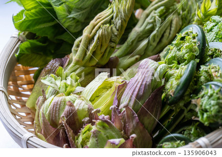 Assorted wild vegetables: taros, kogomi, koshiabura, and butterbur Assorted wild vegetables: taros, kogomi, koshiabura, and butterbur 135906043