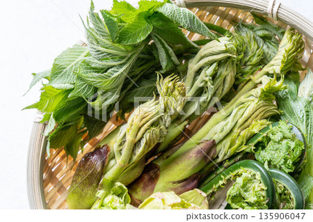 Assorted wild vegetables: taros, kogomi, koshiabura, and butterbur Assorted wild vegetables: taros, kogomi, koshiabura, and butterbur 135906047