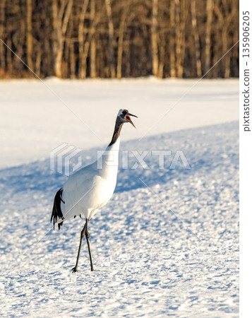 Walking through the snowy fields in the evening Walking through the snowy fields in the evening 135906205