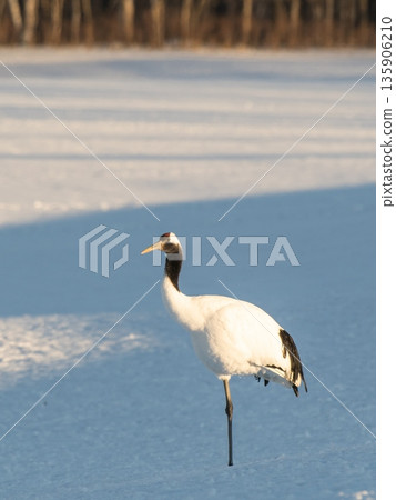 The beauty of the red-crowned cranes in the evening The beauty of the red-crowned cranes in the evening 135906210