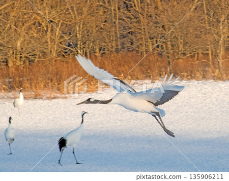 Flying and landing in the setting sun Flying and landing in the setting sun 135906211