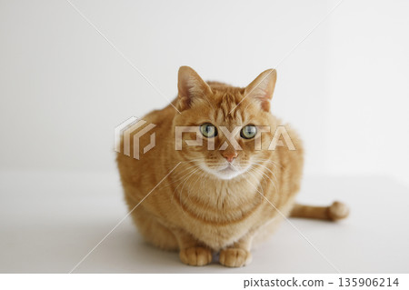 Daily scenery of cat parent and child 135906214