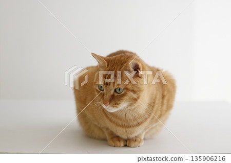 Daily scenery of cat parent and child Daily scenery of cat parent and child 135906216