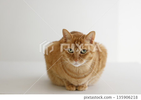 貓親子日常風景 135906218