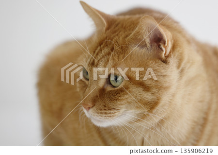 貓親子日常風景 135906219