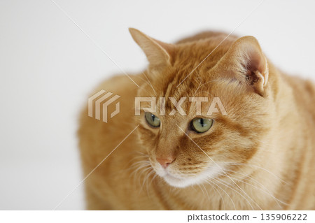 貓親子日常風景 135906222