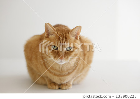 貓親子日常風景 135906225