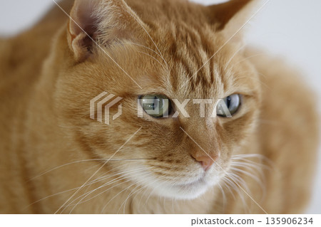 Daily scenery of cat parent and child Daily scenery of cat parent and child 135906234