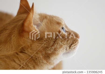 Daily scenery of cat parent and child Daily scenery of cat parent and child 135906245