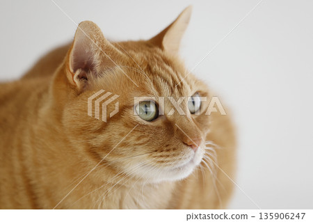 Daily scenery of cat parent and child 135906247