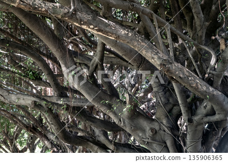 Banyan tree (Ficus benjamina) large and old grown in the park, kown as weepig fig, benjamin fig or ficus tree. 135906365