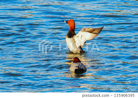 紅頭潛鴨 135906395