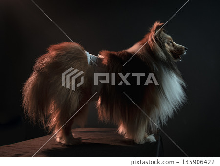 A sable and white Shetland Sheepdog or Sheltie stands in a striking side profile against a dark backdrop. A sable and white Shetland Sheepdog or Sheltie stands in a striking side profile against a dark backdrop. 135906422